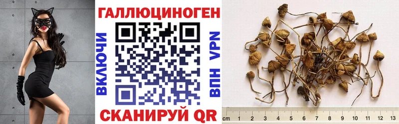 Псилоцибиновые грибы мицелий  Нюрба 